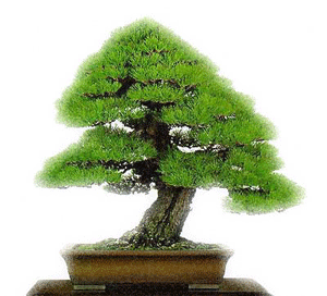 Cây bonsai - Công Ty TNHH Kỷ Nguyên Xanh